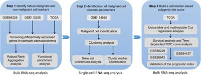 Identification and Validation of a Malignant Cell Subset Marker-Based Polygenic Risk Score in Stomach Adenocarcinoma Through Integrated Analysis of Bulk and Single-Cell RNA Sequencing Data